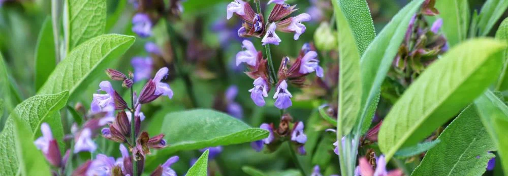 Nahaufnahme von blühendem Salbei mit lila Blüten